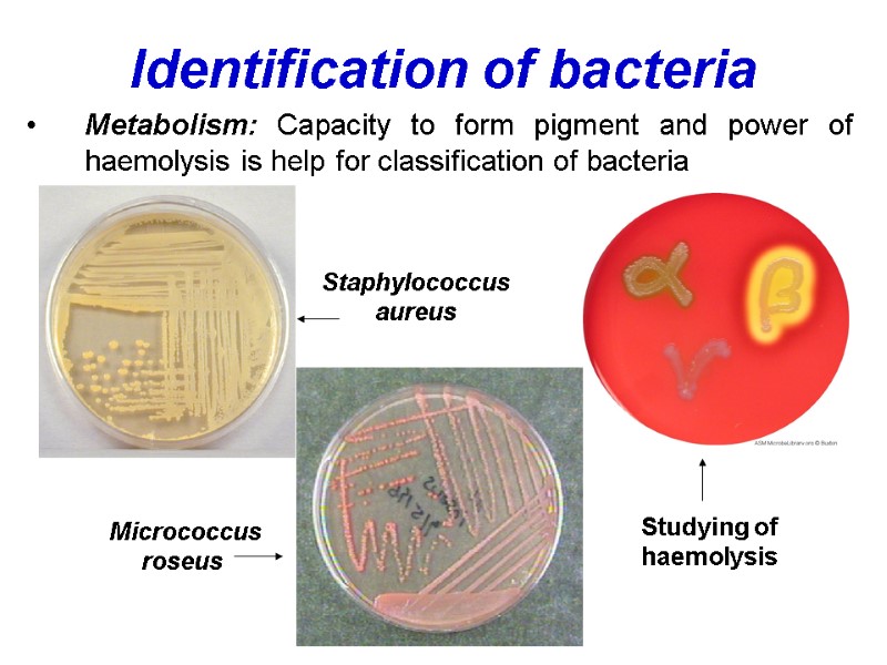 Identification of bacteria Metabolism: Capacity to form pigment and power of haemolysis is help